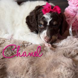 Chanel - Parti female Poodle puppy in Independence, Kansas from Malone Standard Poodles