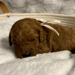 Princess Peach - Red  female Goldendoodle puppy in Dayton, Tennessee from MK Goldendoodles