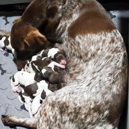 German Shorthaired Pointer puppies from Bird Dog Ranch