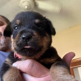 Red girl - Black and mahogany female Rottweiler puppy in Colorado Springs, Colorado from Von Locher Rotties