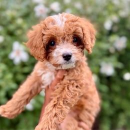 Lucky Jr - Black Collar Boy - Red male Cavapoo puppy in Highland, Utah from Angel Pups Deluxe