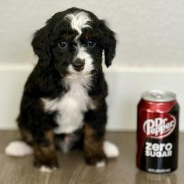 Devens - Tri-color male Bernedoodle puppy in Gilbert, Arizona from Safe Havynn Doodles