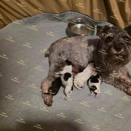 Julep - Parti female Miniature Schnauzer puppy in Crestview, Florida from Dees Schnauzers