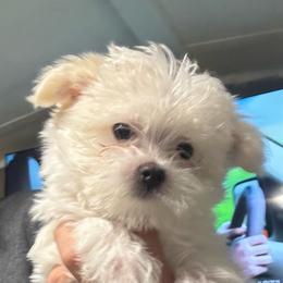 Rugar - White male Morkie puppy in Taylorsville, North Carolina from Mountain Top Hot Tailz