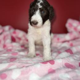 Chloe - Parti female Labradoodle puppy in Ellenwood, Georgia from Four Paws Down