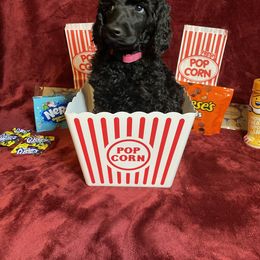 Poodle Puppies from Glory Bound Farm & Kennel