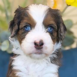 Palmer - Tri-color female Bernedoodle puppy in Yuciapa, California from AlltheDoodlez_