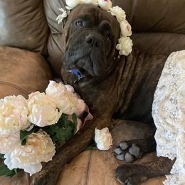 TT - Bullmastiff