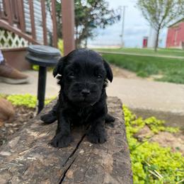 Peanut - Black male Havapoo puppy in Bowling Green, Kentucky from Denise Clark