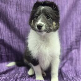 Shetland Sheepdog puppies from Sassy's Classy Canines