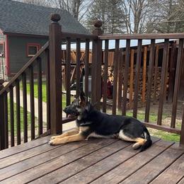 German Shepherd Puppies from Sandy’s Shepherds