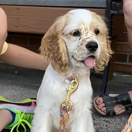 Cocker Spaniel Puppies from Sweet Peach Cocker Spaniels