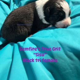 Sisu - Black tri-color female Australian Shepherd puppy in Muncie, Indiana from Gemfire Australian Shepherds