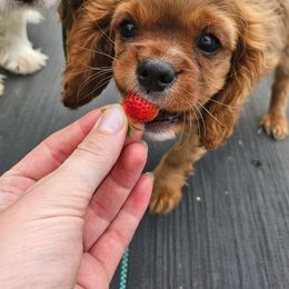 Boy 2 - Ruby male Cavalier King Charles Spaniel puppy in Traverse City, Michigan from Crozapulco Cavaliers AKC