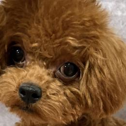 Biewer Terriers, Maltese, Maltipoos, Poodles, and Yorkshire Terriers from Yorkie & Maltese Royalty