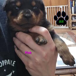 Pink - Black and mahogany female Rottweiler puppy in Tangent, Oregon from Raya's Royals