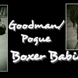Boxers from Goodman/Pogue Boxer Babies