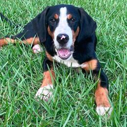 ADLER TRAINED GREATER SWISS MOUNTAIN DOG 5 MONTHS - Black, white and red female Greater Swiss Mountain Dog puppy in Gainesville, Florida from Ambermoon Kooikerhondje Blackamber Greater Swiss Mountain Dogs