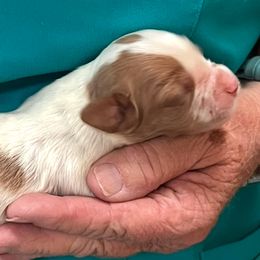 Tempo boy 4 - White and orange male Brittany puppy in Floyd Knobs, Indiana from Cross Creek Brittanys