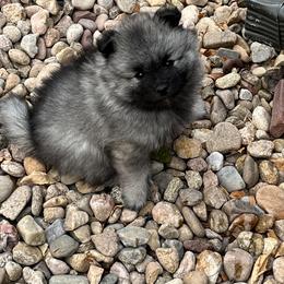 Keeshond Puppies from SummerMist Keeshond