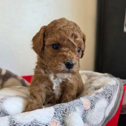 Valentine - Red female Cavapoo puppy in Blackfoot, Idaho from Draper Mountain Doodles