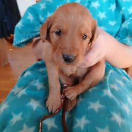 Brown - Dark golden male Golden Retriever puppy in Lanesboro, Minnesota from Eagle Ridge Golden Retrievers