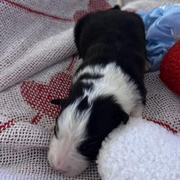 Thunder - Black and white male Border Collie puppy in Mckinney, Texas from Border Collies of Ruidoso