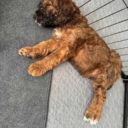 Goldendoodle Puppies from Wrigley's Doodles