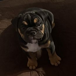 Bulldogs from BH Bulldogs