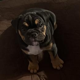 Bulldogs from BH Bulldogs