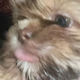 Shih Tzus from Lisa Inman
