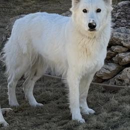 Berger Blanc Suisse and German Shepherd Puppies from Scenic Creek German Shepherds and White Swiss Shepherds