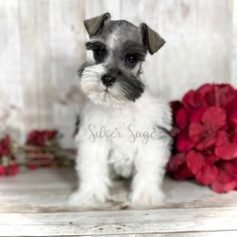 Miniature Schnauzer Puppies from Silver Sage Schnauzers
