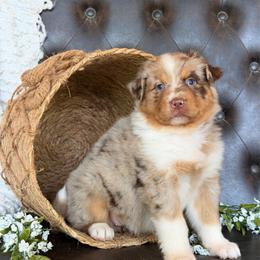 Paisley- Has Tail - Red merle female Australian Shepherd puppy in Troy, South Carolina from Lana Corley- Australian Shepherds of 3/W Farms