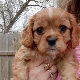 Cavalier King Charles Spaniels from Sunshine Patch Cavalier Pups