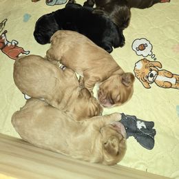 Cocker Spaniel Puppies from Kellie's Cocker Spaniels