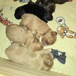 Cocker Spaniel Puppies from Kellie's Cocker Spaniels