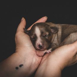 Kelley's Fly Me To The Moon (Elara) - Blue merle female Miniature Australian Shepherd puppy in Tallahassee, Florida from The Kelley Crew