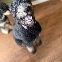 Harley - Tri-color female Bernedoodle puppy in Ocala, Florida from Bernedoodles of Florida
