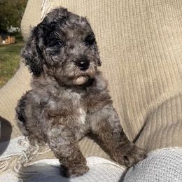 Oak - Blue merle male Sheepadoodle puppy in Columbia, Tennessee from Primrose Cottage Puppies