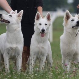 Berger Blanc Suisse All Grown Up from Foreman’s White Swiss Shepherds