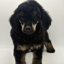 Cyclone - Phantom male Poodle puppy in Wheatland, California from Sapphire Ridge Poodles