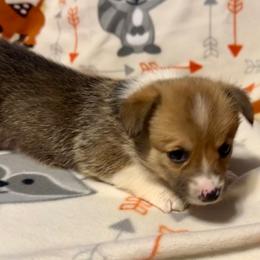 Purple collar female - Fawn female Pembroke Welsh Corgi puppy in Oxford, Pennsylvania from K&S Quality Pembroke Welsh Corgi’s