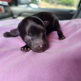 Girl 2 - Black and white Aussiedoodle puppy in Oregon from SonSational Farm Toy/ Mini Australian Shepard's