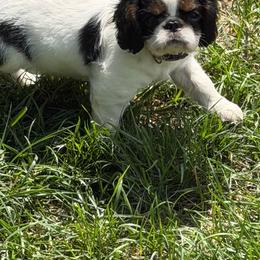 Peggy - Black white and tan female English Toy Spaniel puppy in Pennsylvania from Enchanting Charlies
