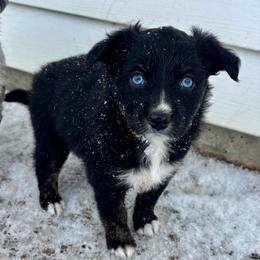 Tecova - Black tri-color female Aussiedoodle puppy in Clara City, Minnesota from Good Shepherd Aussiedoodles