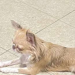 Mare - Chihuahua
