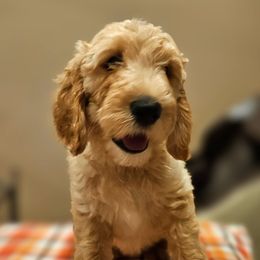 Brown collar - Apricot male Goldendoodle puppy in Lumberton, Texas from SETX Doodle Den LLC