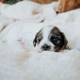 Blue boy - Merle male Cockapoo puppy in Missoula, Montana from Big Sky Cockapoos