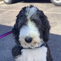 Brody - Sheepadoodle